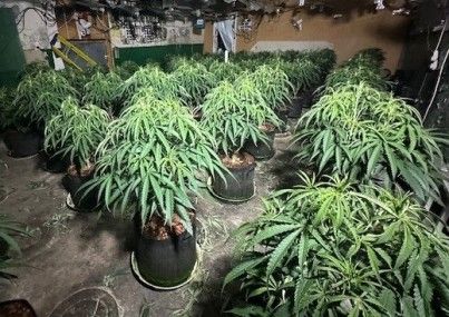 Cannabis farm in Middlesbrough 
