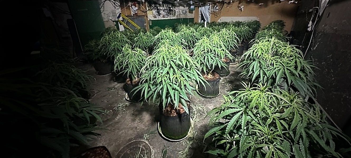 Cannabis farm in Middlesbrough 