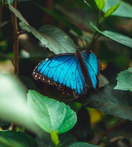 Chait Goli: Selective Focus of a Menelaus Blue Morpho on Green Leaves