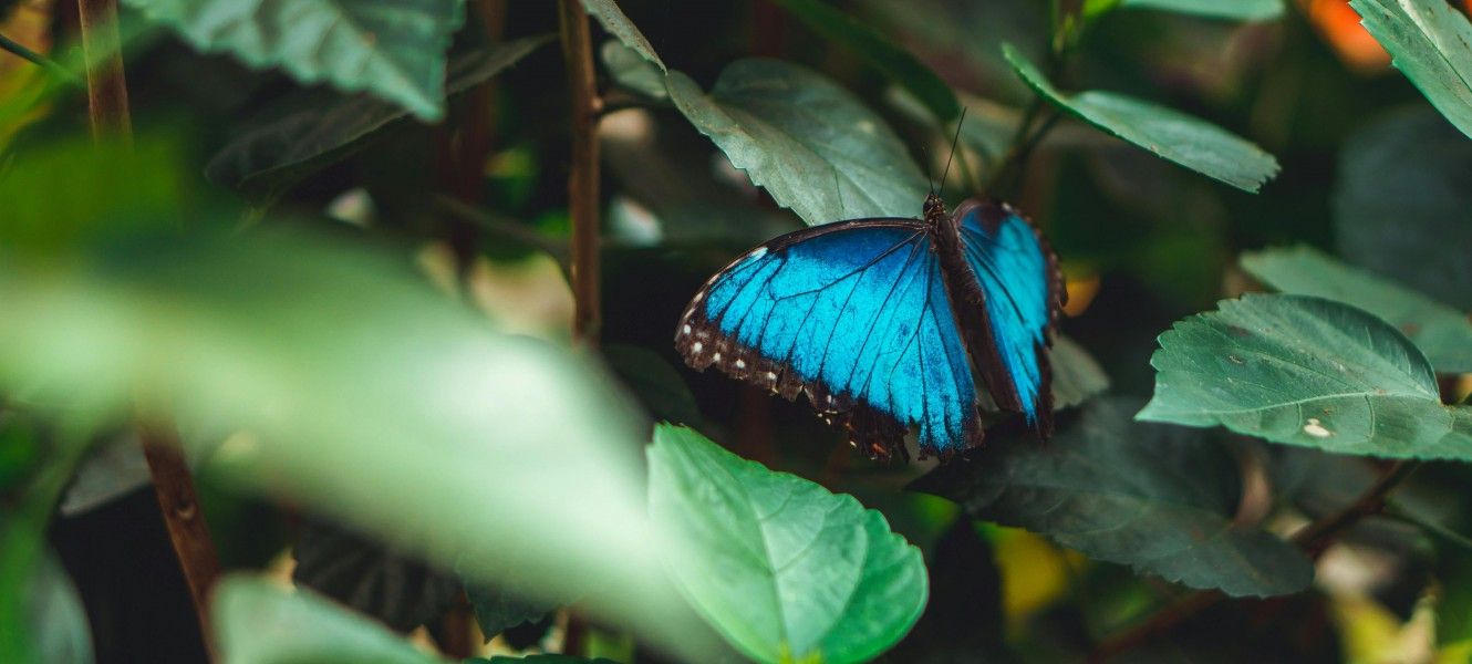 Chait Goli: Selective Focus of a Menelaus Blue Morpho on Green Leaves