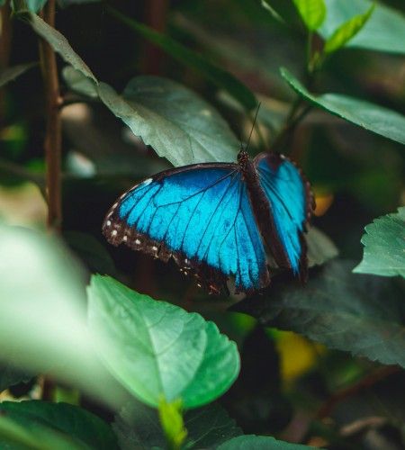 Chait Goli: Selective Focus of a Menelaus Blue Morpho on Green Leaves