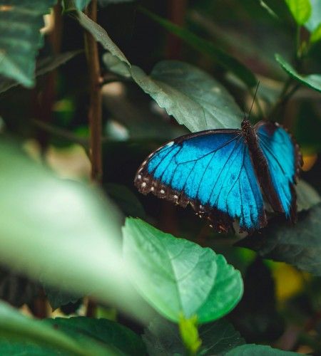 Chait Goli: Selective Focus of a Menelaus Blue Morpho on Green Leaves
